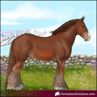 Horse Color:Chestnut Splash