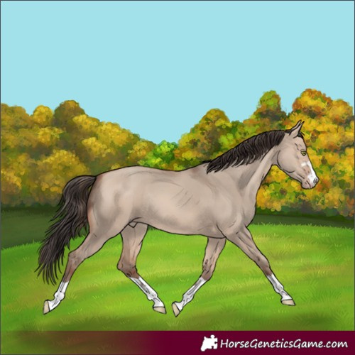 Horse Color:Amber Champagne Dun Rabicano 