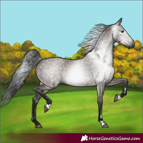 Horse Color:Gray Grullo