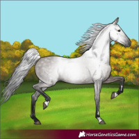 Horse Color:Gray Grullo