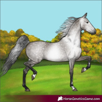 Horse Color:Gray Grullo