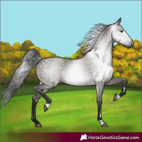 Horse Color:Gray Grullo 