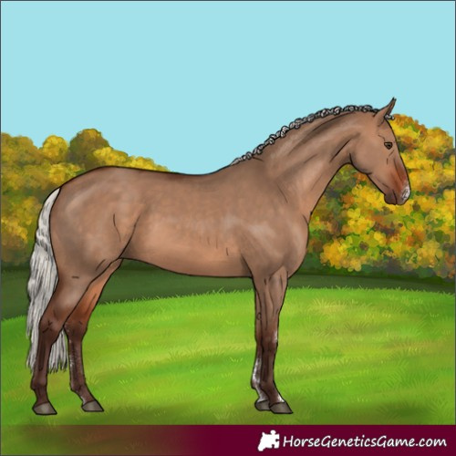 Horse Color:Silver Brown Dun Sabino 
