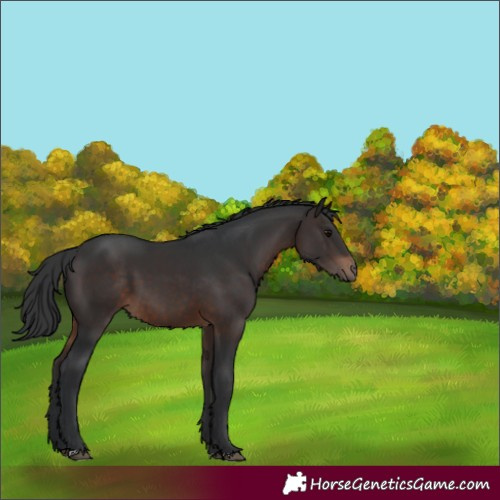 Horse Color:Brown 