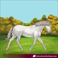 Horse Color:Perlino Roan Dun 