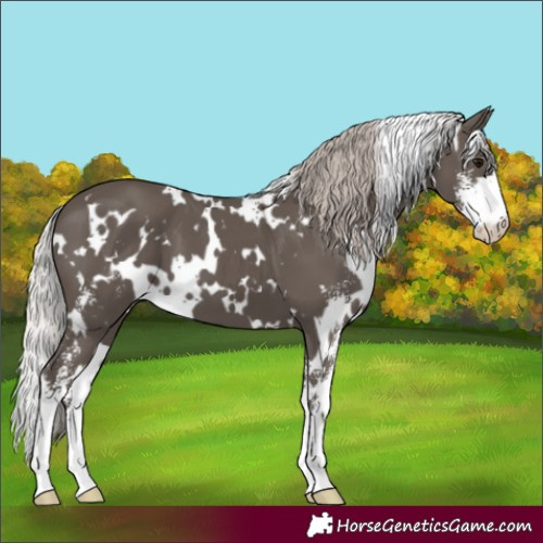 Horse Color:White Spotted Silver Black Sabino 