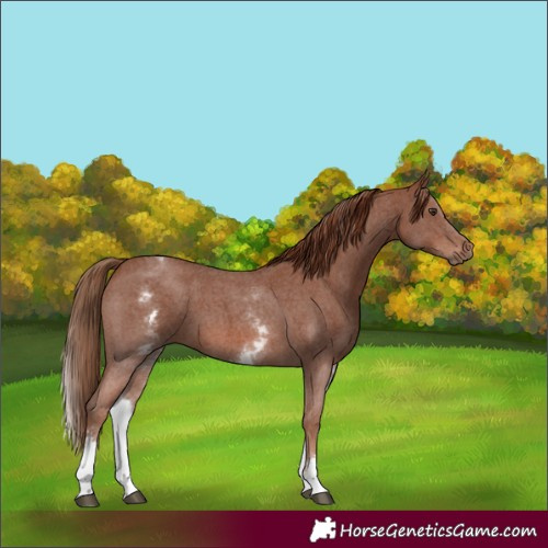 Horse Color:White Spotted Chestnut Sabino