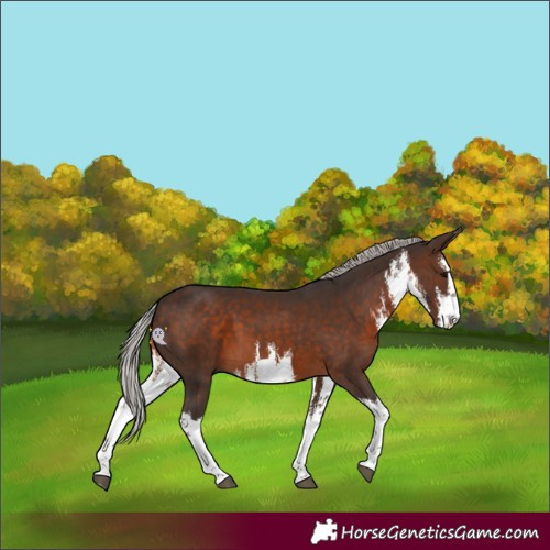 Horse Color:White Spotted Silver Brown 
