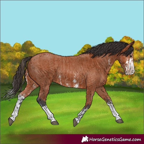 Horse Color:Bay Sabino Rabicano  and Bay Sabino Splash Rabicano 