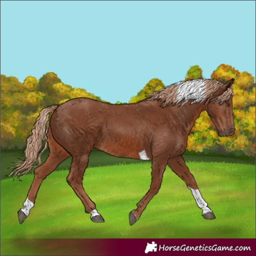 Horse Color:Chestnut Tobiano