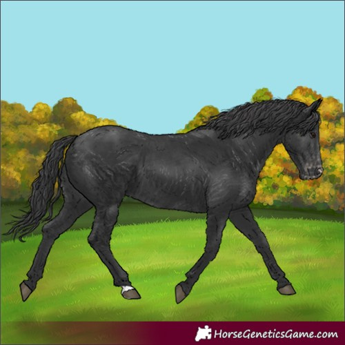 Horse Color:Black Appaloosa