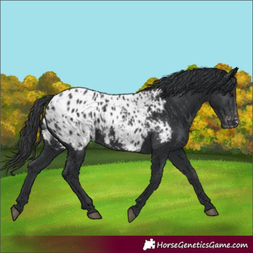 Horse Color:Black Appaloosa 