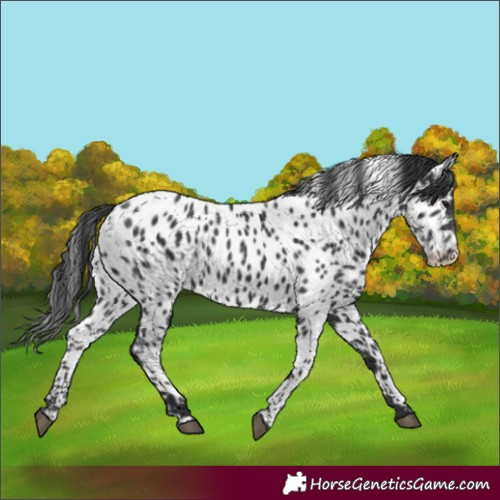Horse Color:Black Appaloosa 