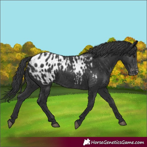 Horse Color:Black Appaloosa 