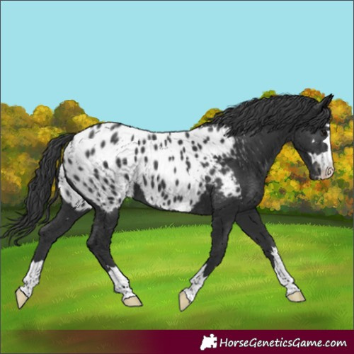 Horse Color:Black Appaloosa 