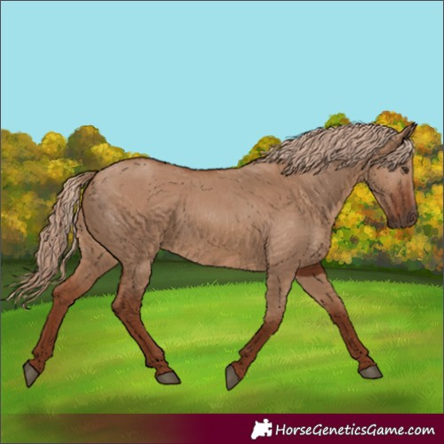 Horse Color:Red Dun
