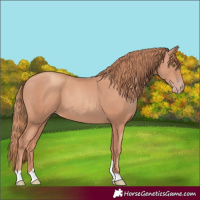 Horse Color:Gold Champagne Tobiano