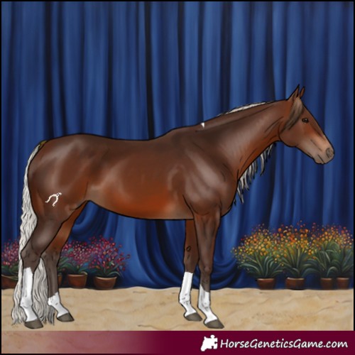 Horse Color:Silver Brown Tobiano