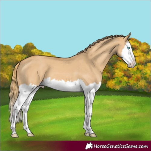 Horse Color:Red Dun Splash 