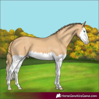 Horse Color:Red Dun Splash
