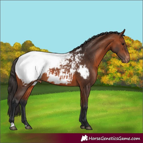Horse Color:Bay Snowcap