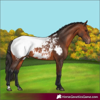 Horse Color:Bay Snowcap