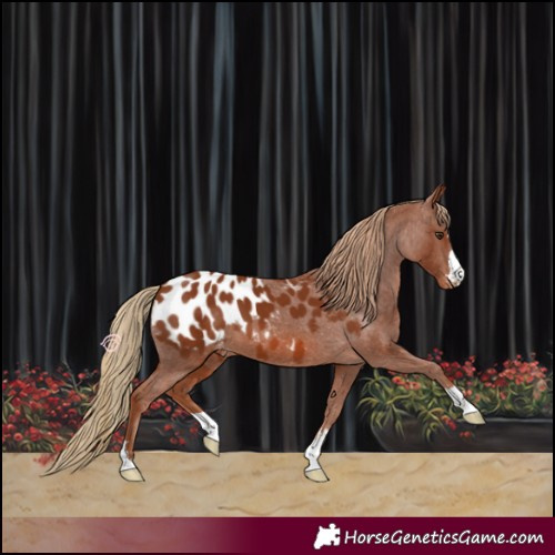 Horse Color:Chestnut Blanket 