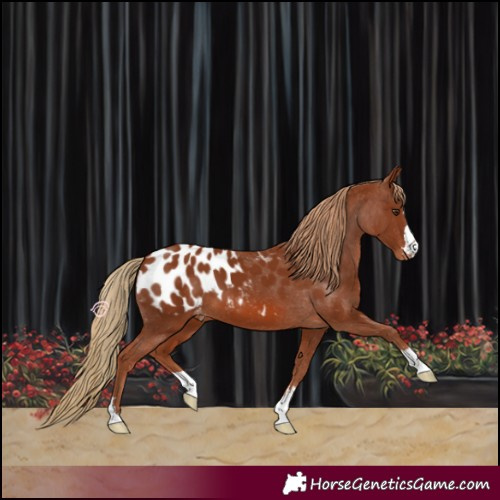 Horse Color:Chestnut Appaloosa 
