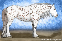 Horse Color:Bay Roan Appaloosa 