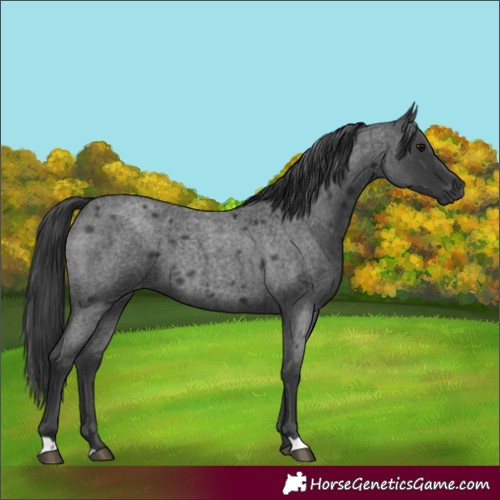Horse Color:Blue Roan