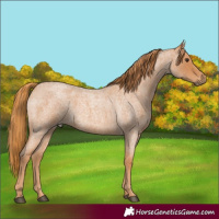 Horse Color:Red Roan 