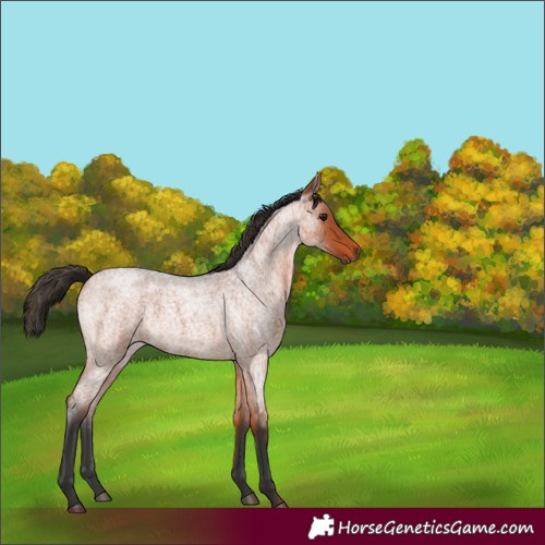 Horse Color:Bay Roan