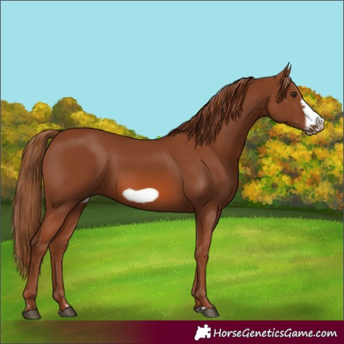 Horse Color:Chestnut Frame 