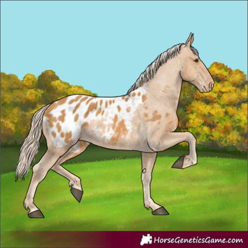 Horse Color:Palomino Appaloosa 