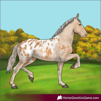 Horse Color:Palomino Appaloosa