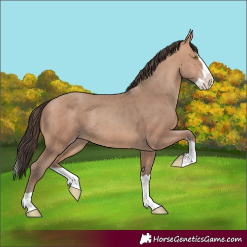 Horse Color:Amber Champagne Splash 