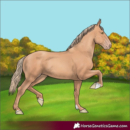 Horse Color:Gold Champagne 