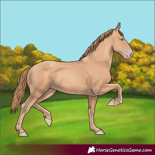 Horse Color:Gold Champagne 