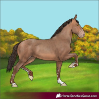 Horse Color:Amber Champagne 