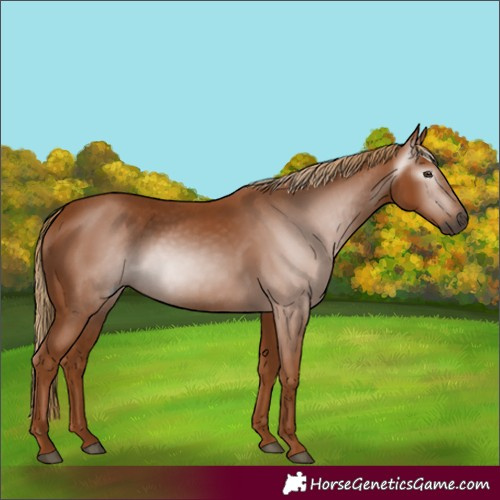 Horse Color:Gray Chestnut 