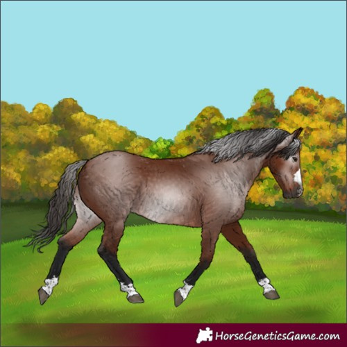 Horse Color:Gray Bay 