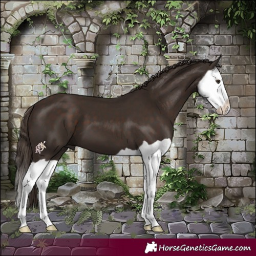 Horse Color:Liver Chestnut Splash 