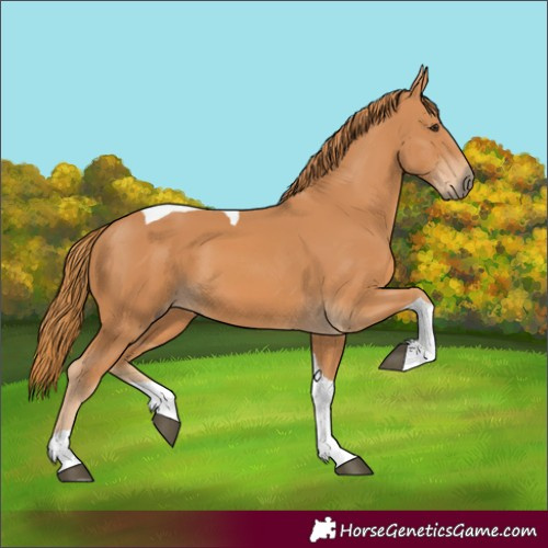 Horse Color:Chestnut Tobiano 