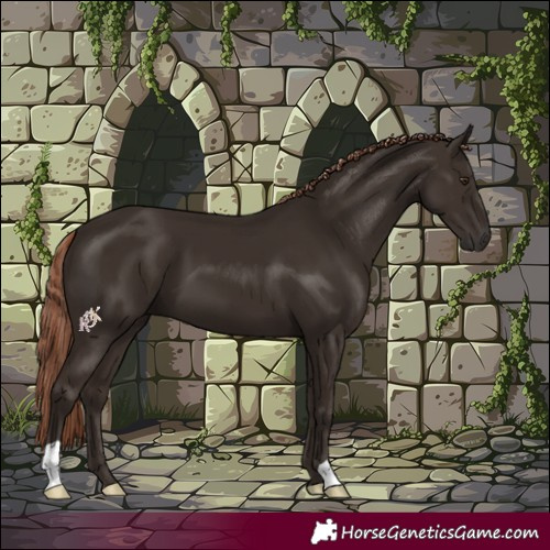 Horse Color:Liver Chestnut 