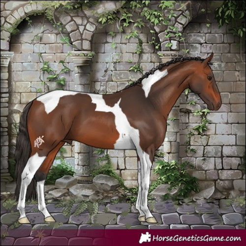 Horse Color:Bay Tobiano 