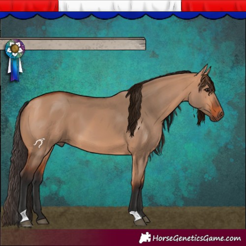Horse Color:Bay Dun 