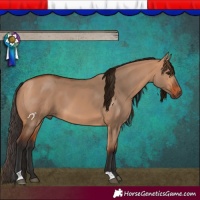 Horse Color:Bay Dun 