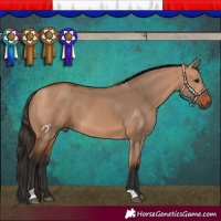 Horse Color:Bay Dun