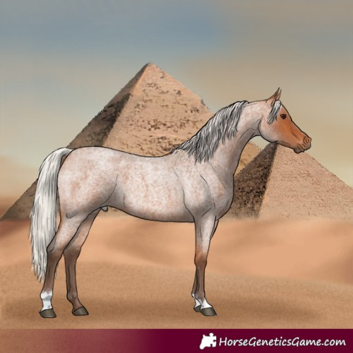 Horse Color:Silver Bay Roan 