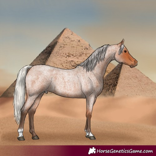Horse Color:Silver Bay Roan 